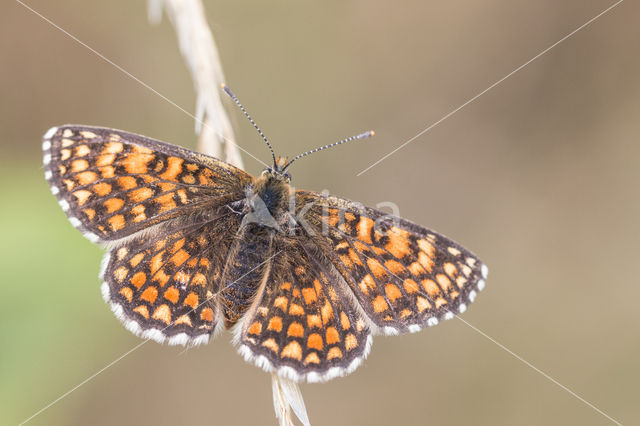 Provençal Fritillary (Melitaea deione)