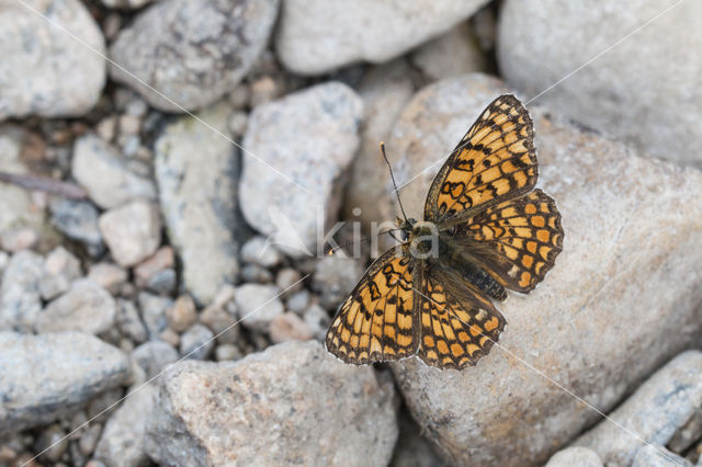 Spaanse parelmoervlinder (Melitaea deione)