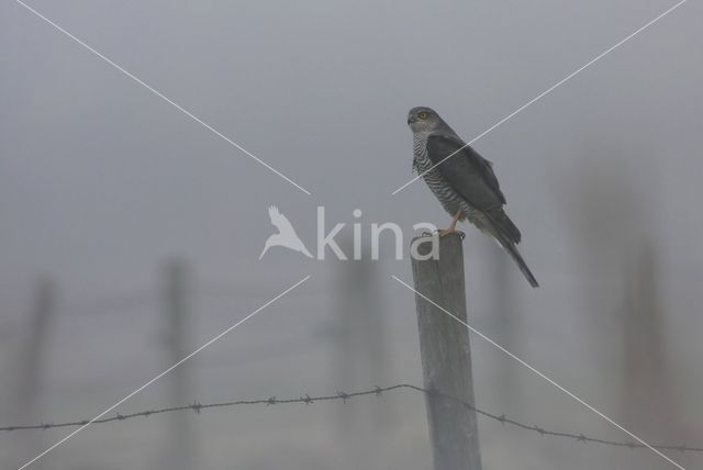 Sparrow Hawk (Accipiter nisus)