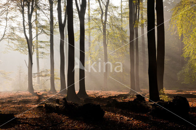 Speulderbos en Sprielderbos