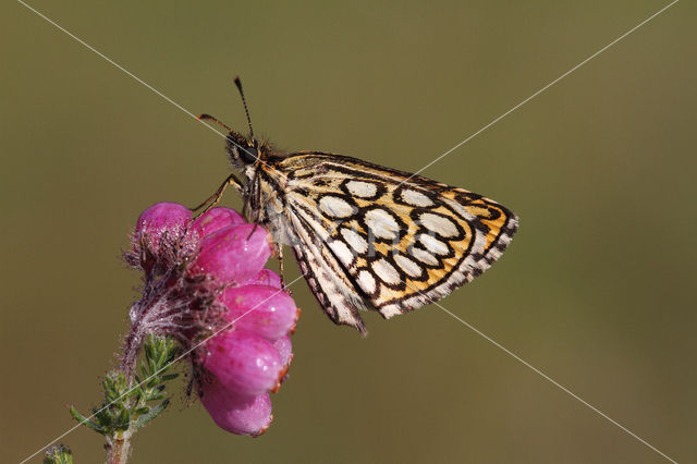 Spiegeldikkopje (Heteropterus morpheus)