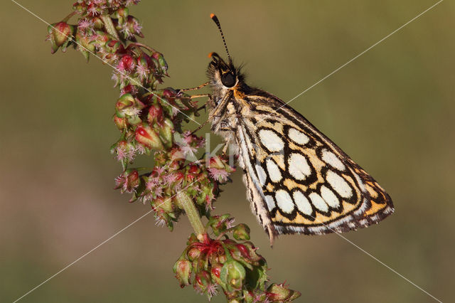 Spiegeldikkopje (Heteropterus morpheus)