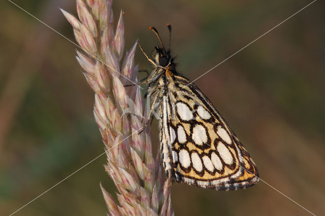 Large Chequered Skipper (Heteropterus morpheus)