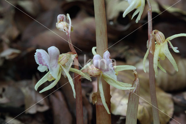 Spookorchis (Epipogium aphyllum)