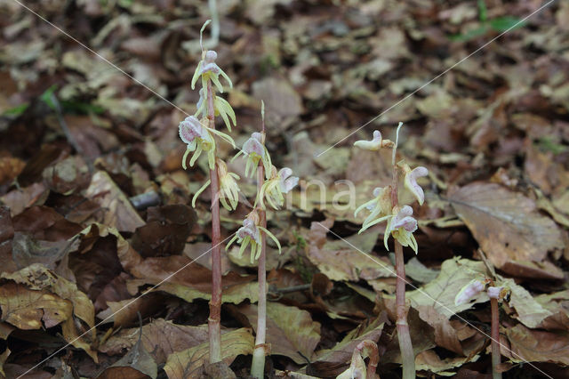 Epipogium aphyllum