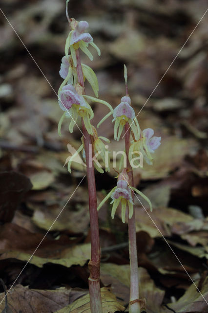 Spookorchis (Epipogium aphyllum)