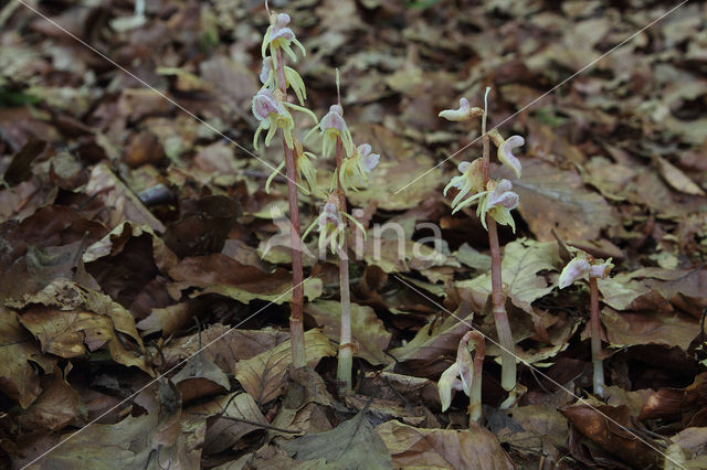 Spookorchis (Epipogium aphyllum)