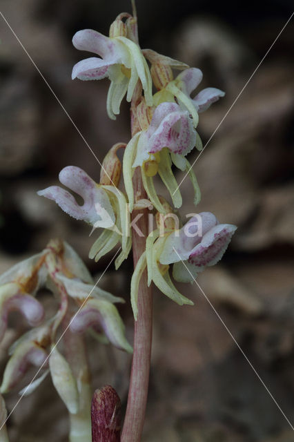 Spookorchis (Epipogium aphyllum)