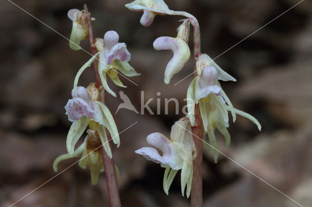 Spookorchis (Epipogium aphyllum)