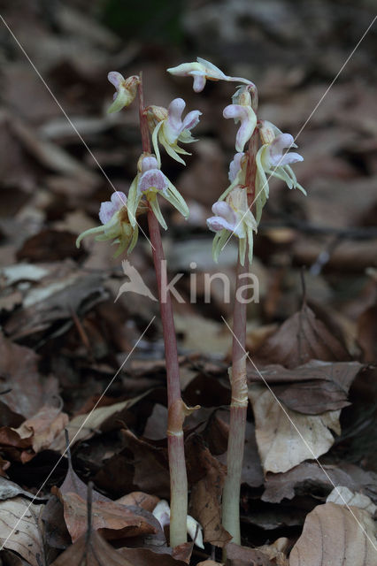 Epipogium aphyllum