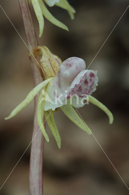 Spookorchis (Epipogium aphyllum)