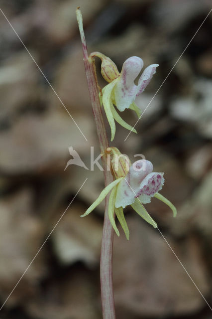 Spookorchis (Epipogium aphyllum)