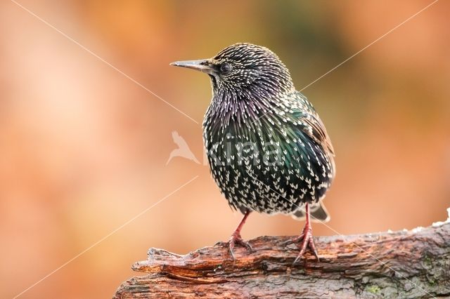 Spreeuw (Sturnus vulgaris)