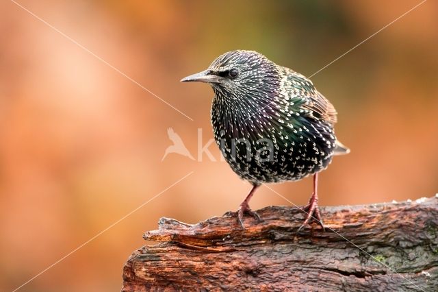 Spreeuw (Sturnus vulgaris)