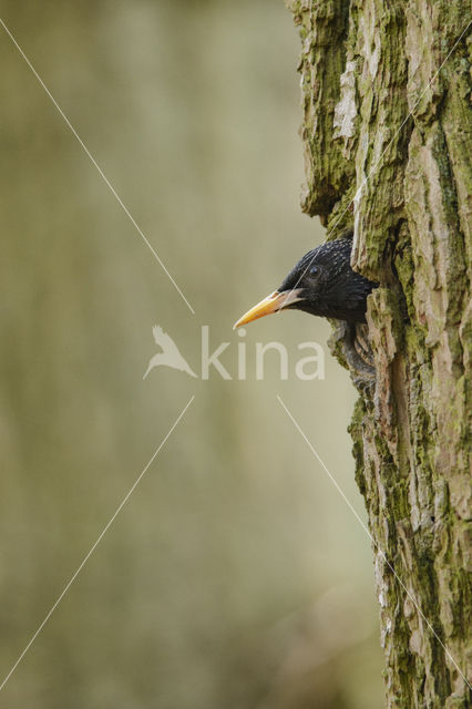 Spreeuw (Sturnus vulgaris)