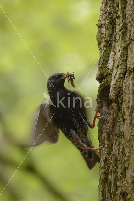 Spreeuw (Sturnus vulgaris)