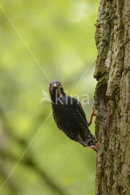 Spreeuw (Sturnus vulgaris)