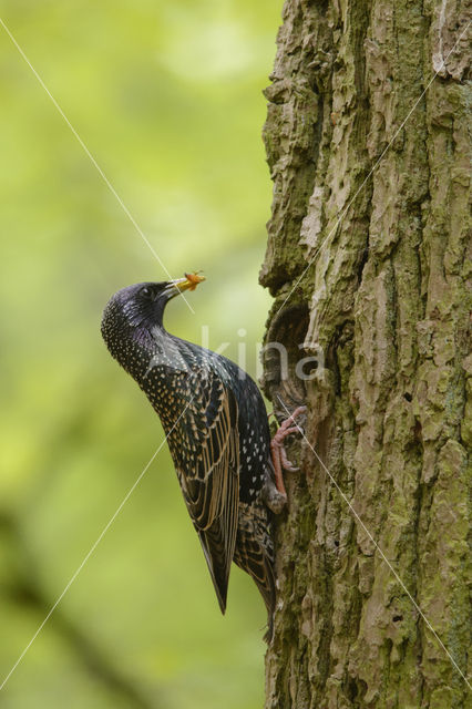 Spreeuw (Sturnus vulgaris)