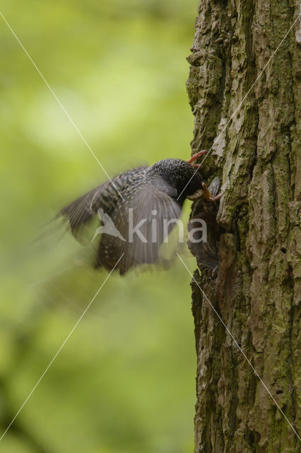 Spreeuw (Sturnus vulgaris)