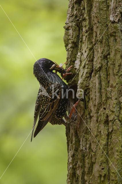 European Starling (Sturnus vulgaris)