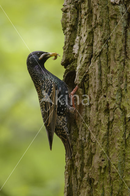 Spreeuw (Sturnus vulgaris)