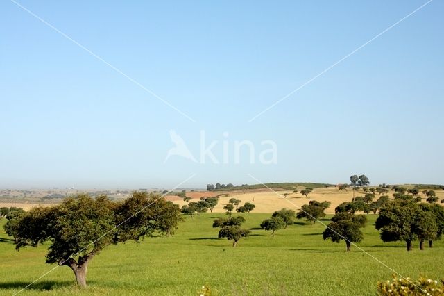 holly oak (Quercus ilex)