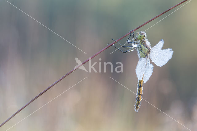 Steenrode heidelibel (Sympetrum vulgatum)