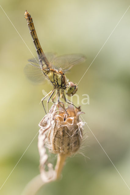 Steenrode heidelibel (Sympetrum vulgatum)