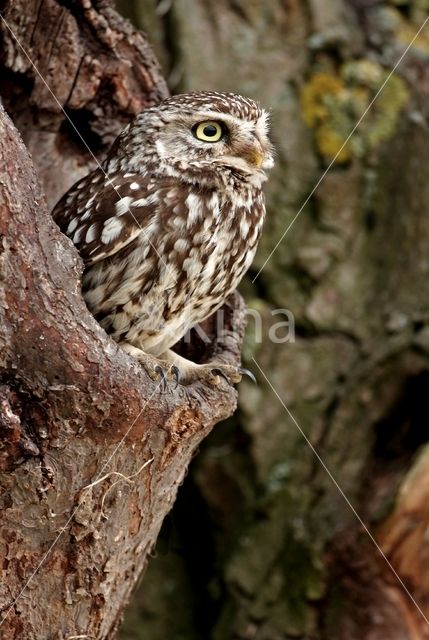 Steenuil (Athene noctua)