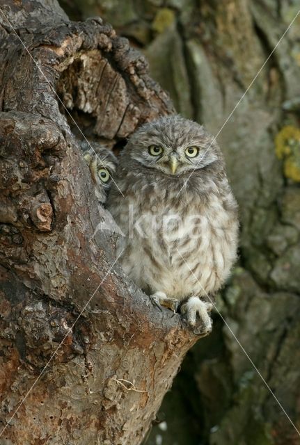 Steenuil (Athene noctua)