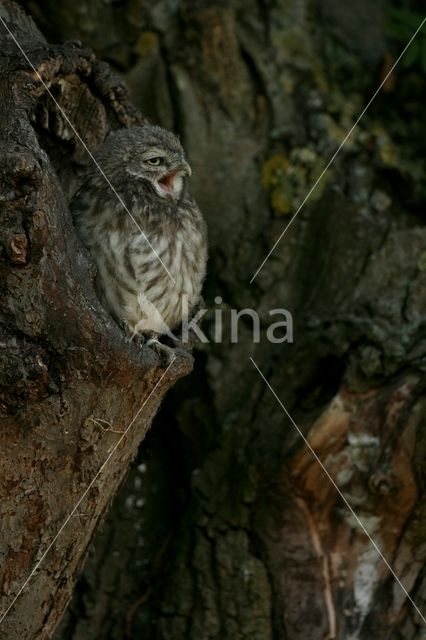 Steenuil (Athene noctua)