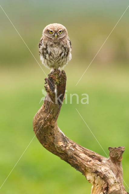 Little Owl (Athene noctua)