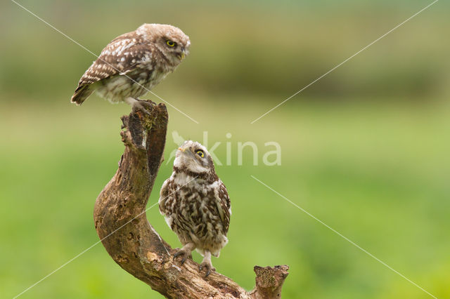 Little Owl (Athene noctua)