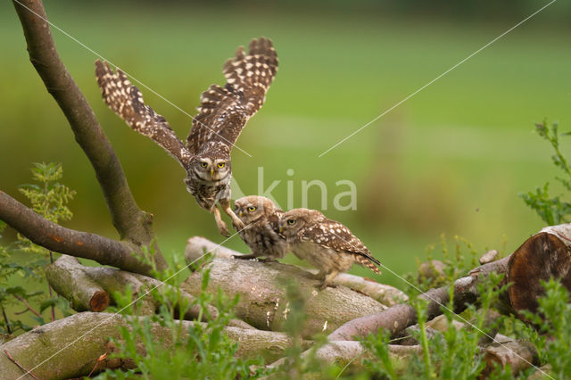 Steenuil (Athene noctua)