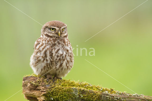 Little Owl (Athene noctua)