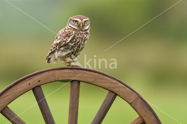 Little Owl (Athene noctua)