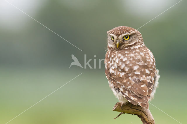 Steenuil (Athene noctua)