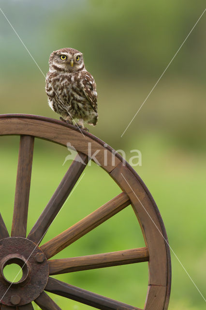 Little Owl (Athene noctua)