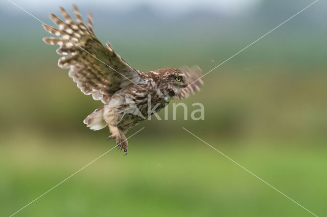 Little Owl (Athene noctua)