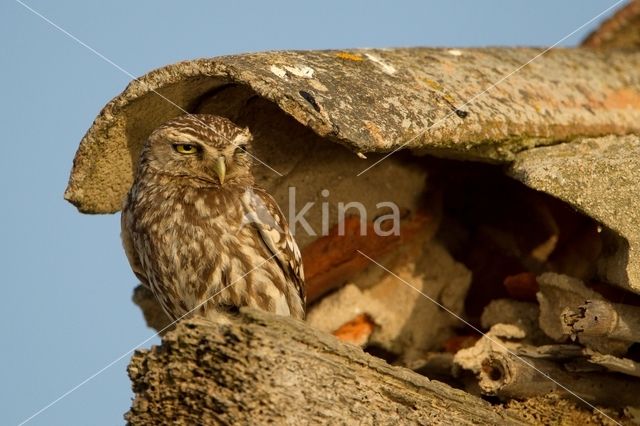 Little Owl (Athene noctua)