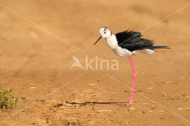 Steltkluut (Himantopus himantopus)