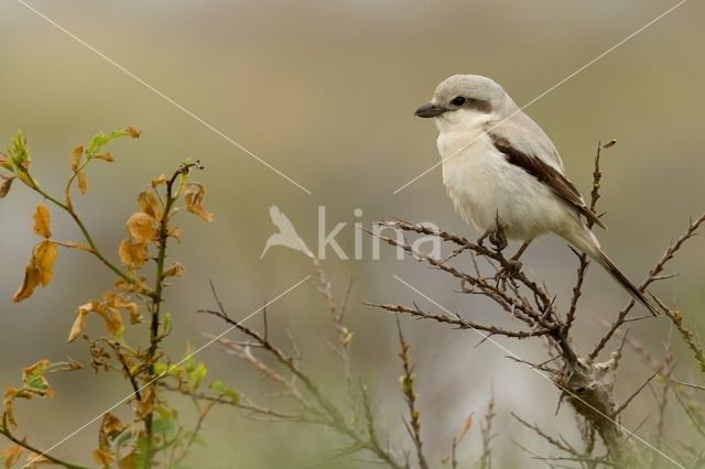 Steppeklapekster (Lanius pallidirostris)