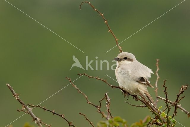 Steppe Grey Shrike (Lanius pallidirostris)