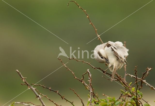 Steppe Grey Shrike (Lanius pallidirostris)