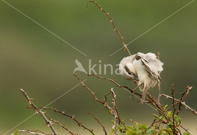 Steppeklapekster (Lanius pallidirostris)