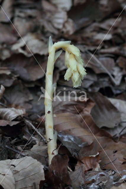 Yellow Bird's Nest (Monotropa hypopitys)