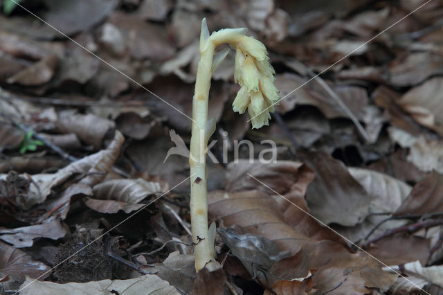 Yellow Bird's Nest (Monotropa hypopitys)