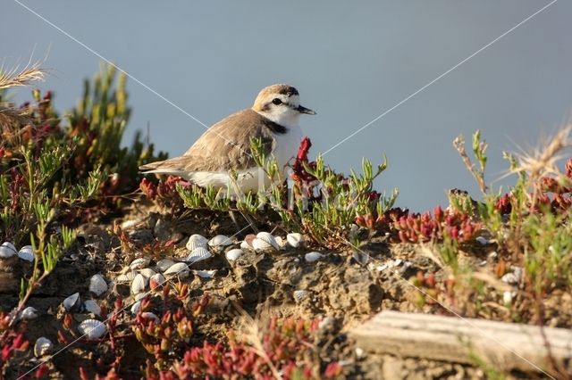 Strandplevier (Charadrius alexandrinus)