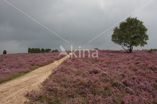 Heather