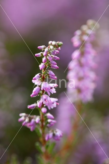 Heather